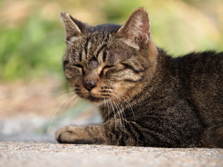 路上で眠る猫