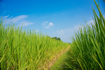 Obraz premium rice field
