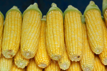 Sweet corn at the market