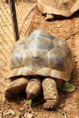 Turtles crawling in the nature