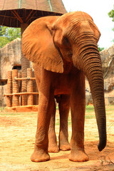 Fototapeta na wymiar african elephant in the nature
