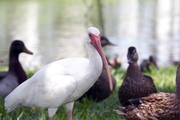 White Ibis bird