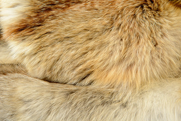 Fox fur texture