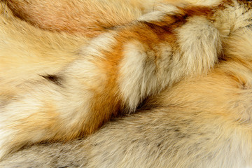 Obraz premium Fox fur texture