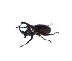 Beetle with white background