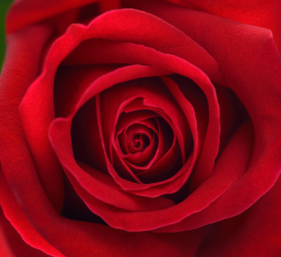 Extreme close up of red rose flower