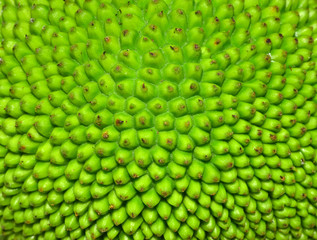 Jackfruit peel Background