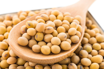 Soybean isolated on white background