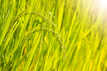 Close up of Rice in Field