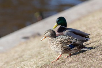 two ducks
