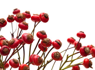 bunch of rose hips isolated