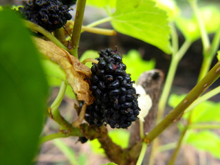 mulberry isolated group of berries