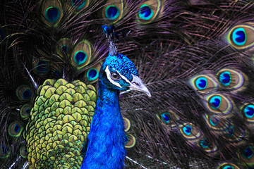 Obraz premium Textures and colors of the peacock