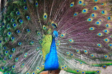 Obraz premium Textures and colors of the peacock