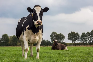 Crédence en verre imprimé Vache Dutch black and white cow in a meadow