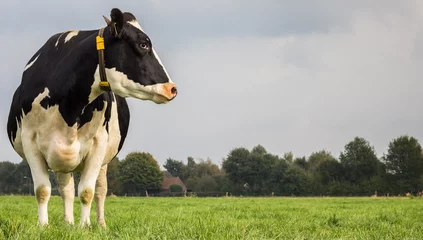 Foto op Plexiglas Koe Nederlandse zwart-witte koe in een weiland