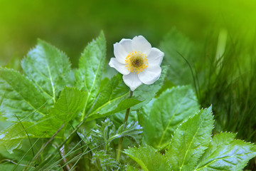 Flower of Alpine Buttercup - Ranunculus alpestris - 72533455