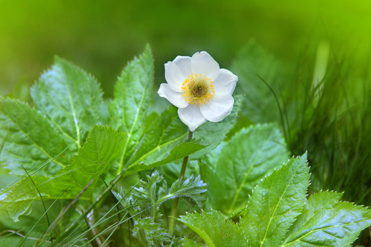 Flower of Alpine Buttercup - Ranunculus alpestris