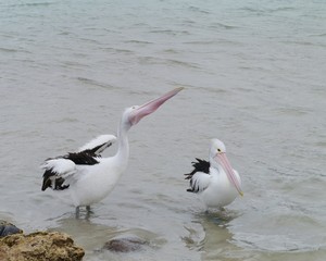 Two wading Australian Pelicans on Kangaroo island