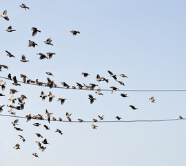 birds on wire