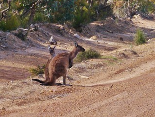 An  Australian Kangoroo couple in Australia