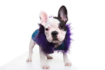 pimp looking dressed french bulldog puppy standing