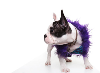 dressed little french bulldog puppy looking to its side