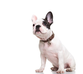 side of little french bulldog puppy sitting and looking up