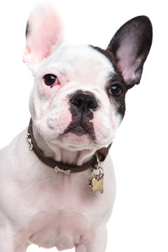 closeup picture of a cute french bulldog puppy