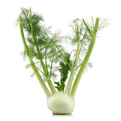 Fresh fennel