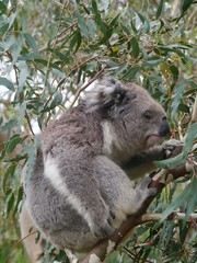 A Koala in an Eucalyptus tree in Australia