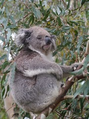 A Koala in an Eucalyptus tree in Australia