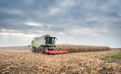 Fototapeta premium Harvesting of corn