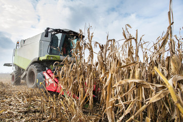 Harvesting of corn