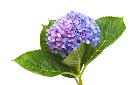 lilac-blue hydrangea isolated on white