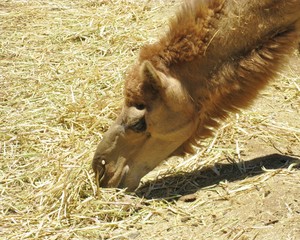 Dromedary or Arabian camel in Australia