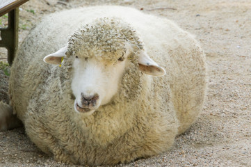 The sheep rest in the shade