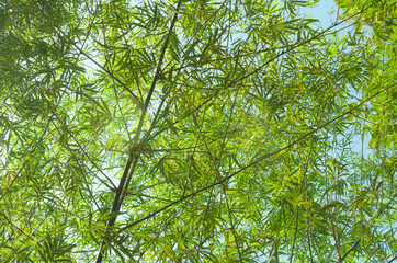 Fototapeta na wymiar bamboo leaves in forest