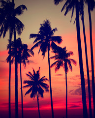 Silhouette Coconut Palm Tree Outdoors Concepts