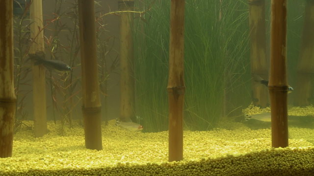 Decorative bamboo in aquarium and fishes
