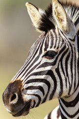Fototapeta na wymiar Zebra Head Wildlife Animals