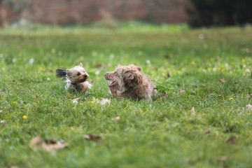 Two Dogs Playing in the Grass