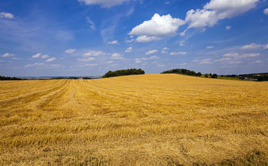   an agricultural field on which there passed the harvest company of wheat