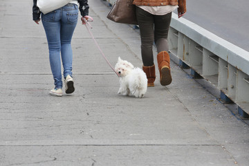 Two Girls Walking Maltese Pappy in the City