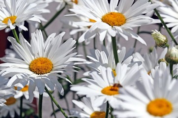Obraz premium white daisies bloomed beautifully in the middle of the lawn