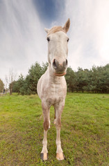 Wide angle picture of a horse.