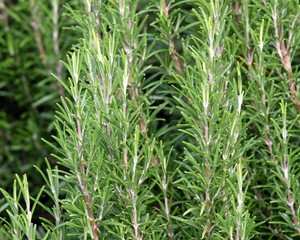 thick Bush of Rosemary