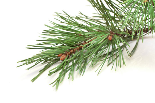 spruce branches