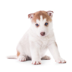 Fototapeta premium Cute little husky puppy