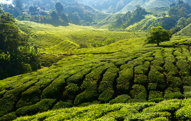 Tea plantation landscape, Cameron Highlands, Malaysia - obrazy, fototapety, plakaty